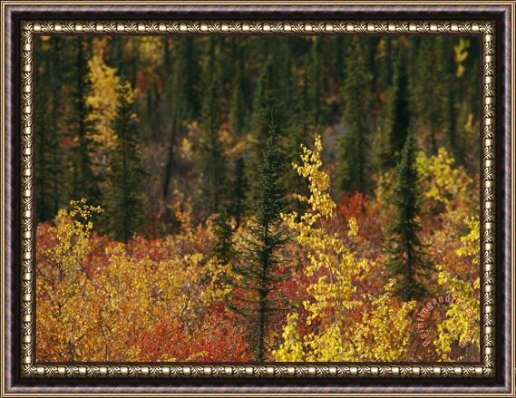 Raymond Gehman Birch Trees Are Yellowed by The Autumn Season Framed Print