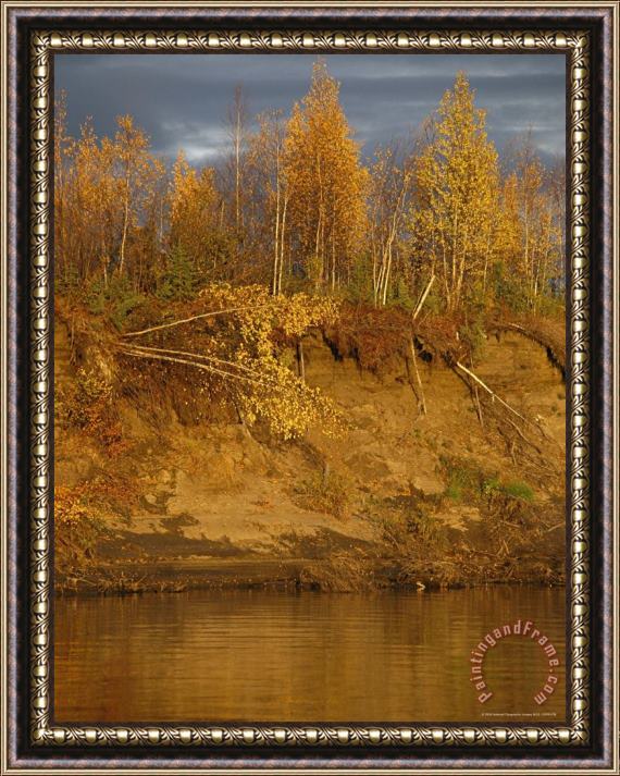 Raymond Gehman Birch Trees Topple Into The Mackenzie River Due to Erosion Framed Painting