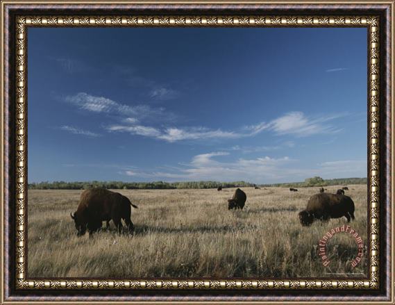 Raymond Gehman Bison Graze on a Field Set Against a Blue Sky with Wispy Clouds Framed Print