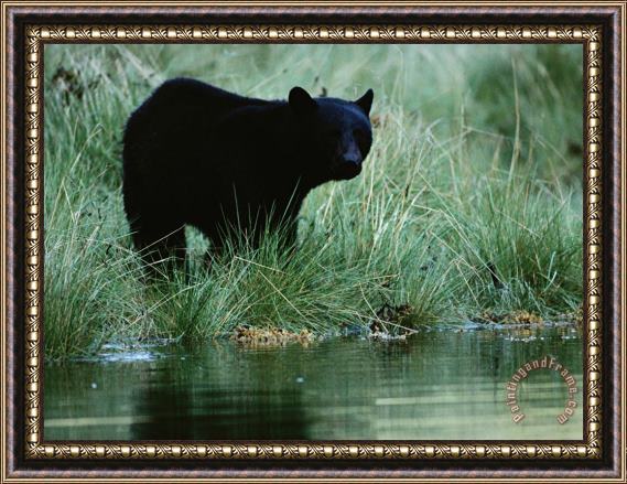 Raymond Gehman Black Bear Ursus Americanus Framed Print