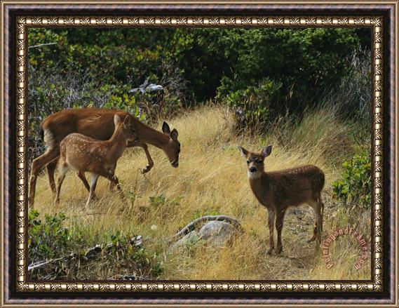 Raymond Gehman Black Tailed Deer Odocoileus Hemionus And Fawn Framed Print