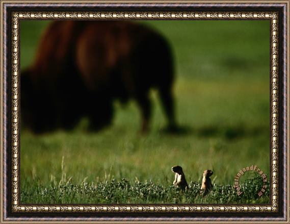 Raymond Gehman Black Tailed Prairie Dogs And Bison Framed Print