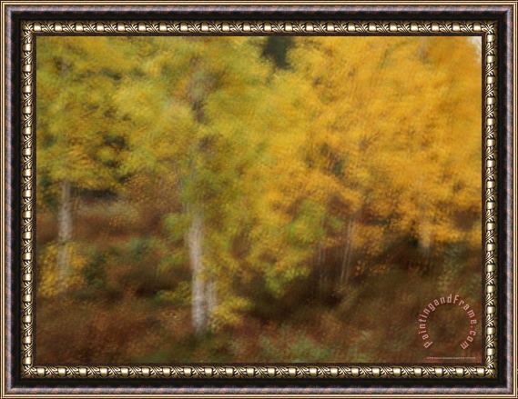 Raymond Gehman Blurred View of Autumn Foliage Along The Mckenzie River Framed Painting