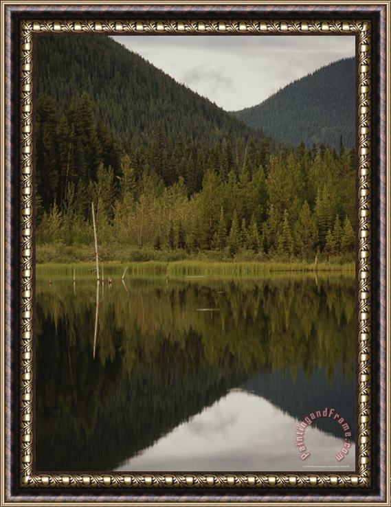 Raymond Gehman Boreal Forest Reflected in a Still Lake Framed Print