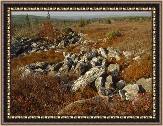Raymond Gehman Boulders in a Heath And Blueberry Barrrens Framed Painting