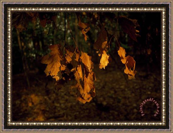 Raymond Gehman Browned Leaves Clinging to an Oak Tree Branch Framed Painting