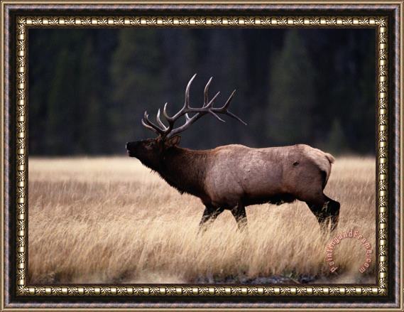 Raymond Gehman Bull Elk Cervus Elaphus Framed Painting