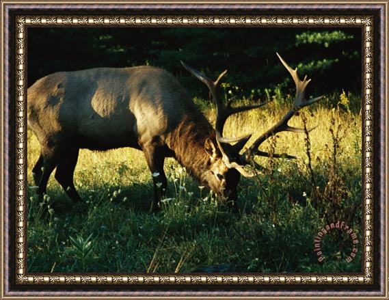Raymond Gehman Bull Elk Grazes in a Flowering Field Framed Print