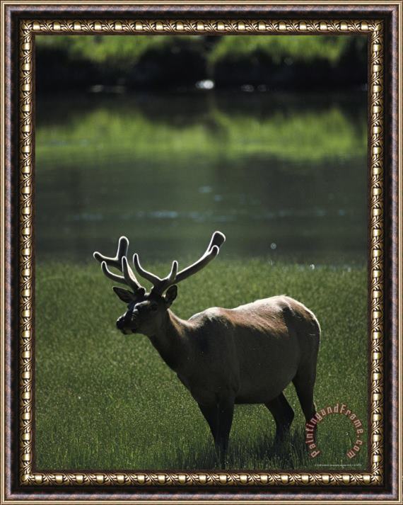 Raymond Gehman Bull Elk with Velvet Antlers Madison River Framed Print