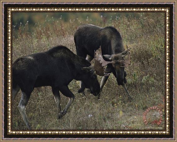Raymond Gehman Bull Moose Alces Alces Spar During Breeding Season Framed Painting