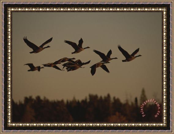 Raymond Gehman Canada Geese Fly in a Group Through a Goose Sanctuary Framed Painting