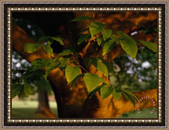 Raymond Gehman Close Up of a Branch of an American Beech Tree Framed Painting