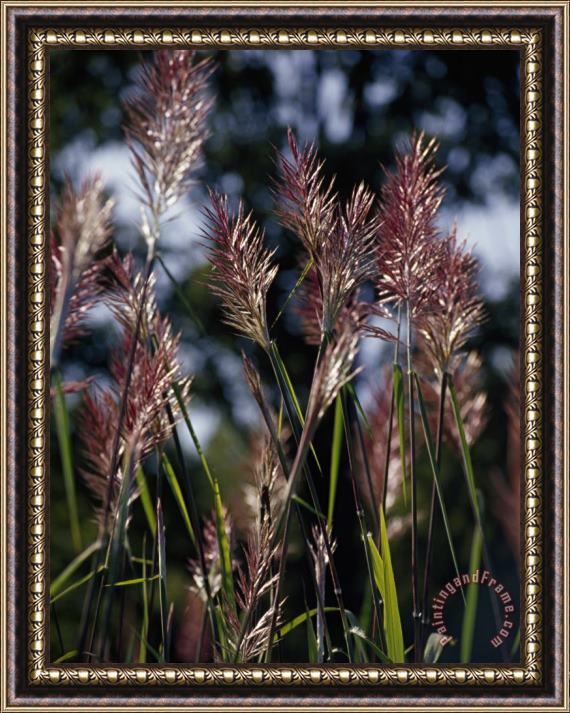 Raymond Gehman Close Up of Pampas Grass Seed Heads Framed Painting