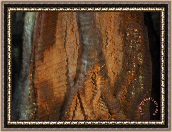 Raymond Gehman Close Up of Redwood in Muir Woods National Monument California Framed Print