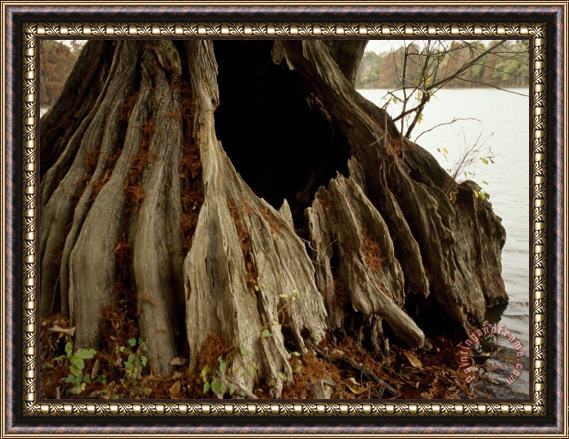 Raymond Gehman Close Up of The Base of a Bald Cypress Tree at Water S Edge Framed Print