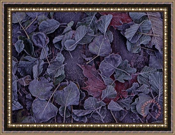 Raymond Gehman Close Up View of Frost on Fallen Alder Leaves Framed Print