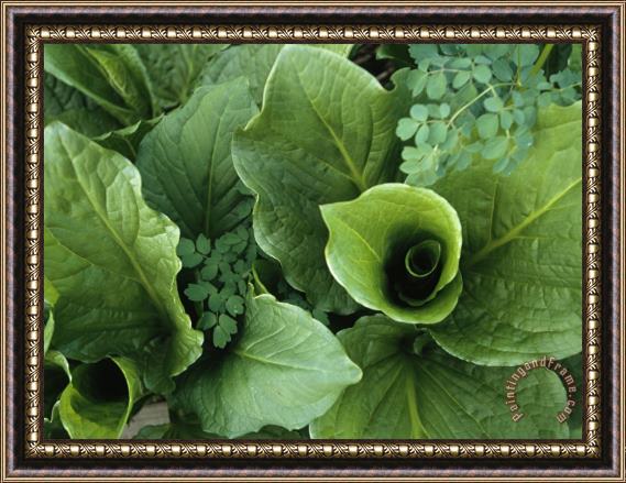 Raymond Gehman Close View Looking Down Into an Unfurling Plant Framed Painting