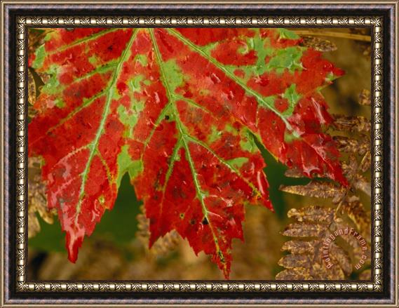 Raymond Gehman Close View of a Red Maple Leaf on Franey Mountain in Cape Breton Highlands National Park Framed Print