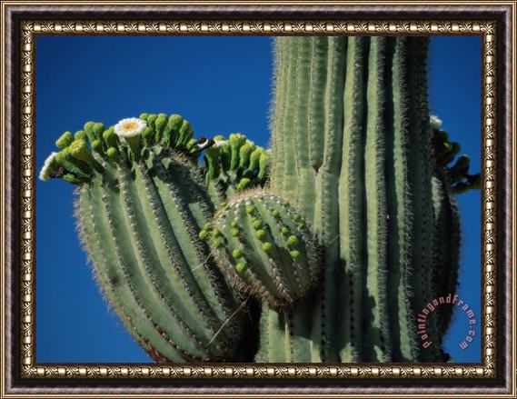Raymond Gehman Close View of a Saguaro Cactus in Bloom Framed Painting