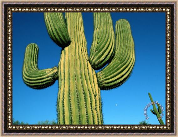 Raymond Gehman Close View of a Saguaro Cactus Framed Print