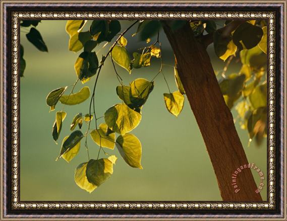 Raymond Gehman Close View of a Tree Branch And Leaves Framed Painting