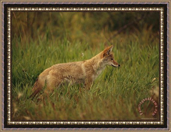 Raymond Gehman Close View of a Young Coyote Framed Print