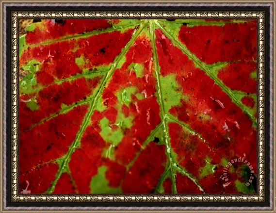 Raymond Gehman Close View of an Autumn Leaf Framed Painting