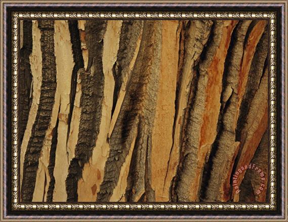 Raymond Gehman Close View of Bark on an Old Growth Cottonwood Tree Framed Print
