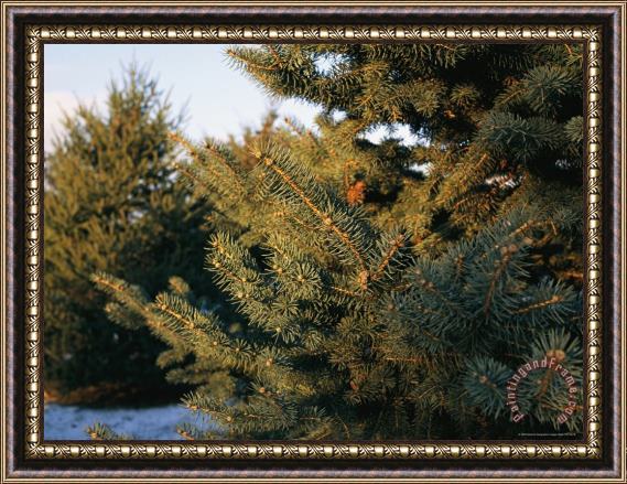 Raymond Gehman Close View of Conifer Trees in The Snow Framed Painting