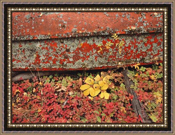 Raymond Gehman Close View of Fall Foliage And a Lichen Covered Rowboat Framed Painting