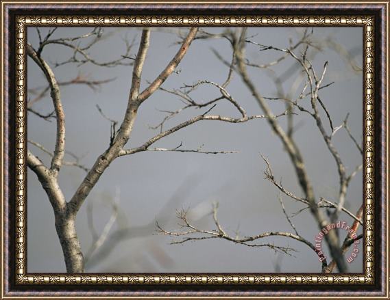 Raymond Gehman Close View of Leafless Tree Branches Framed Print