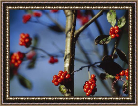 Raymond Gehman Close View of Serviceberries on a Tree in a Bog Forest Framed Print