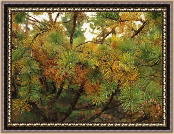 Raymond Gehman Close View of The Branches of a Pine Tree in The Fall Framed Painting
