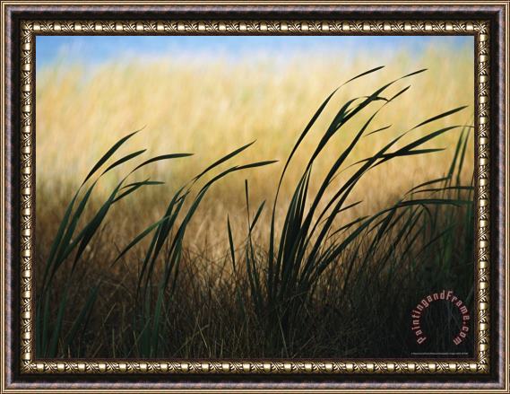 Raymond Gehman Close View of Windblown Cattails Framed Painting