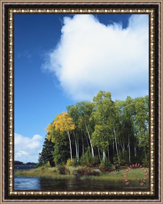 Raymond Gehman Cloud Rises Above Birch Trees on The Shore of a Manitoba Lake Framed Print