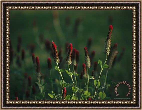 Raymond Gehman Cluster of Crimson Clover Blossoms Framed Painting