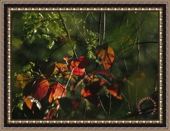 Raymond Gehman Colorful Red Osier Dogwood Leaves Among Eastern Hemlock Twigs Framed Print