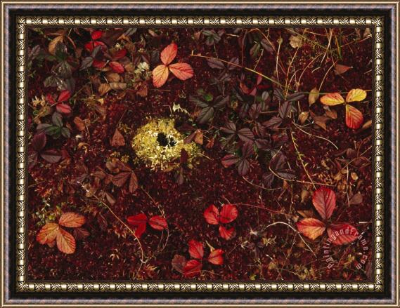 Raymond Gehman Cranberry Creepers Entwine a Mat of Sphagnum Moss Framed Painting