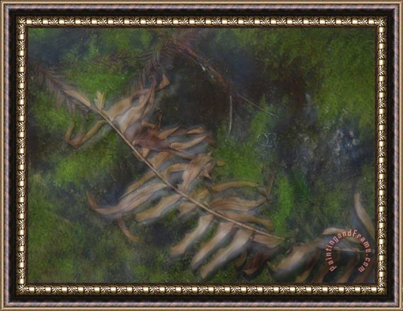 Raymond Gehman Crisp Brown Sword Fern Frond Lying Atop Moss Covered Stones Framed Print