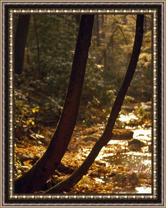 Raymond Gehman Curved Tree Trunks Leaning Out Over a Small Forest Stream Framed Painting