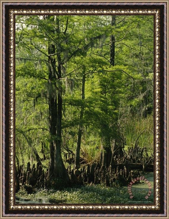 Raymond Gehman Cypress Trees with Knees Growing in a Swamp Framed Print
