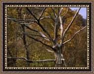 Buy Framed Print Buy Framed Print