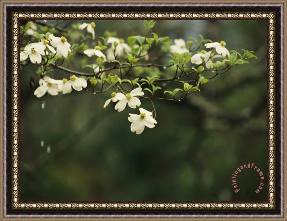 Raymond Gehman Delicate White Dogwood Blossoms Cover a Tree in The Early Spring Framed Painting