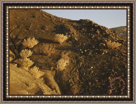 Raymond Gehman Desert Plants in Death Valley National Park California Framed Print