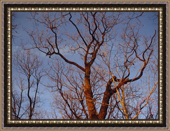 Raymond Gehman Detail of Leafless Trees Against a Blue Sky Framed Print