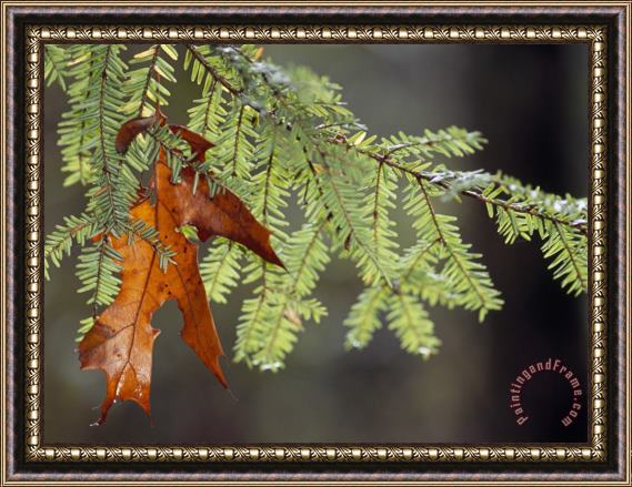 Raymond Gehman Detail of Oak Leaf Caught in Hemlock Branch in Paint Creek Area Framed Print