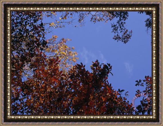 Raymond Gehman Detail of Trees And Blue Sky Framed Print