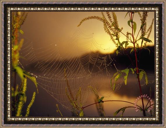 Raymond Gehman Dew Glistening in a Spider S Web at Sunrise Framed Print