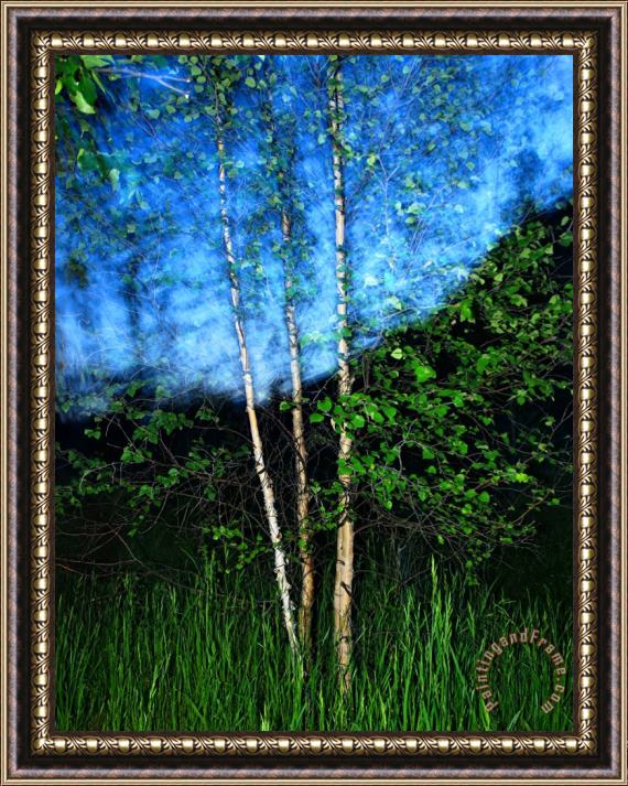 Raymond Gehman Early Summer Leaves of Aspen Trees Stand Out Against a Twilight Sky Framed Print