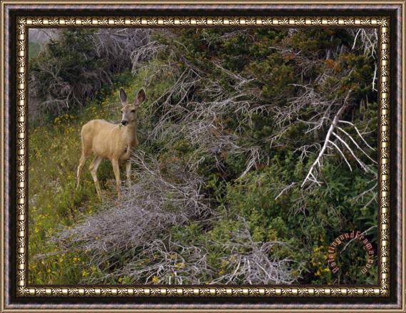 Raymond Gehman Ears Cocked a Mule Deer Pauses in a Clearing in Cascade Canyon Framed Print